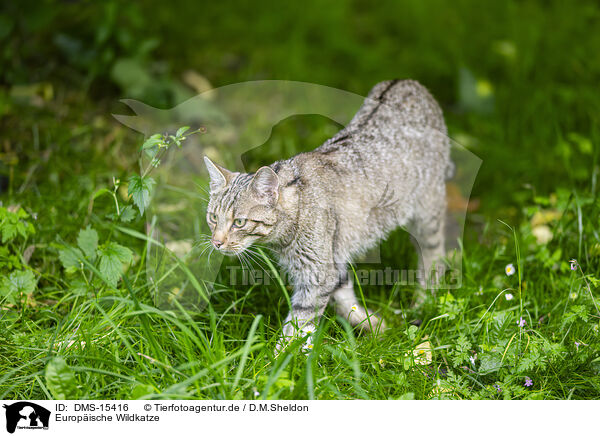 Europische Wildkatze / European wildcat / DMS-15416