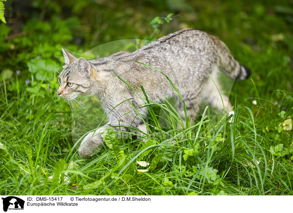 Europische Wildkatze / European wildcat / DMS-15417