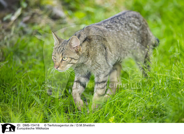 Europische Wildkatze / European wildcat / DMS-15418