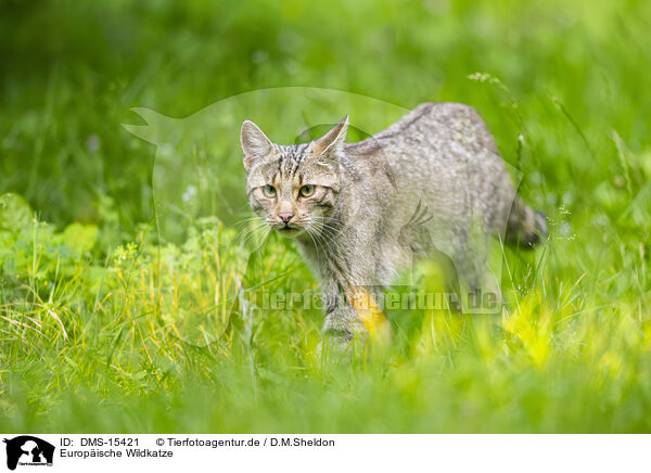 Europische Wildkatze / European wildcat / DMS-15421