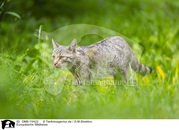 Europische Wildkatze / European wildcat / DMS-15422