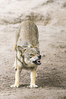 Europischer Wolf