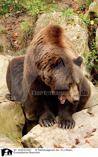 Europischer Braunbr / european brown bear / AVD-01091