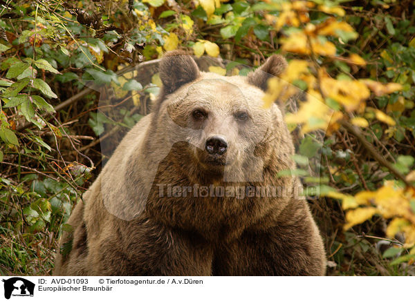 Europischer Braunbr / european brown bear / AVD-01093