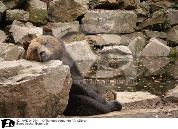 Europischer Braunbr / european brown bear / AVD-01094