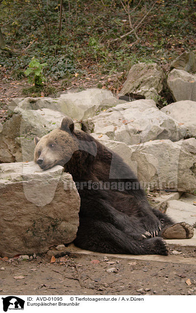 Europischer Braunbr / european brown bear / AVD-01095