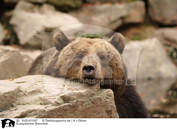 Europischer Braunbr / european brown bear / AVD-01097