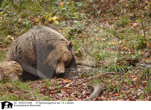 Europischer Braunbr / european brown bear / AVD-01099