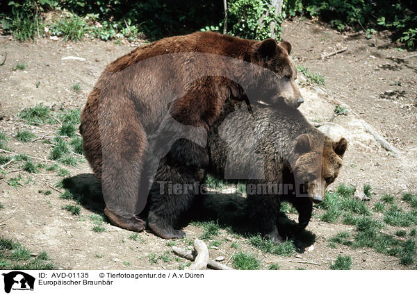 Europischer Braunbr / european brown bear / AVD-01135