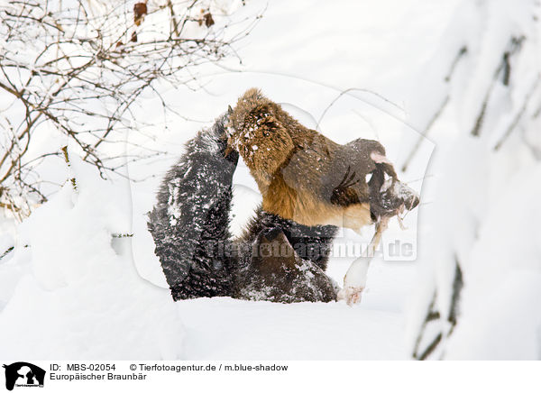 Europischer Braunbr / brown bear / MBS-02054