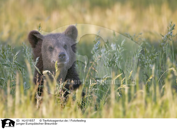 junger Europischer Braunbr / young brown bear / HJ-01657