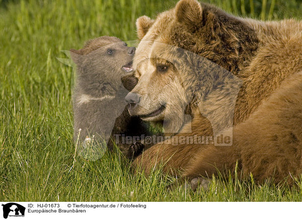 Europische Braunbren / brown bears / HJ-01673