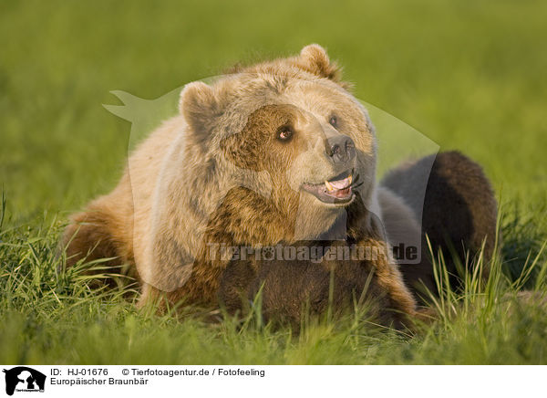 Europischer Braunbr / brown bear / HJ-01676