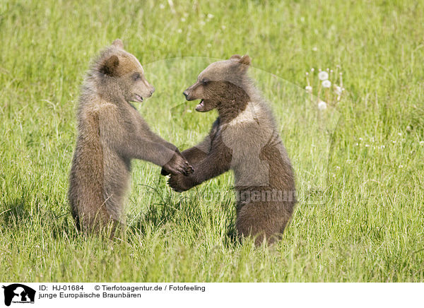 junge Europische Braunbren / young brown bears / HJ-01684