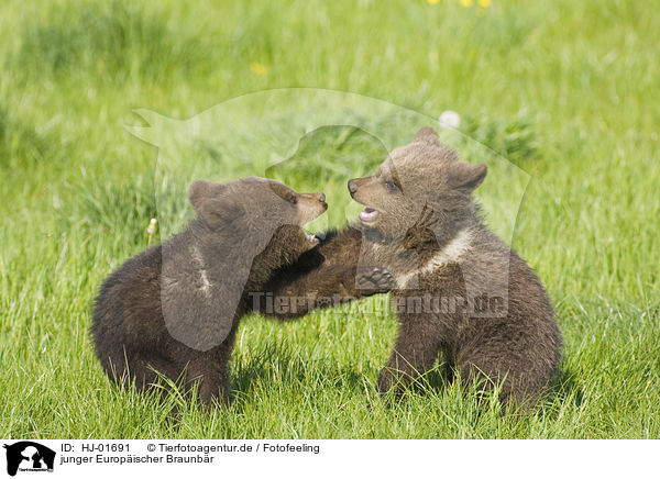 junger Europischer Braunbr / young brown bear / HJ-01691