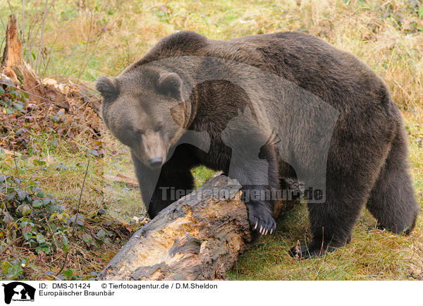 Europischer Braunbr / european brown bear / DMS-01424