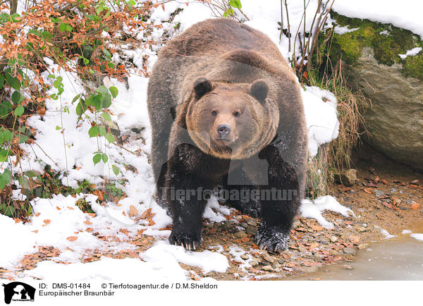 Europischer Braunbr / european brown bear / DMS-01484