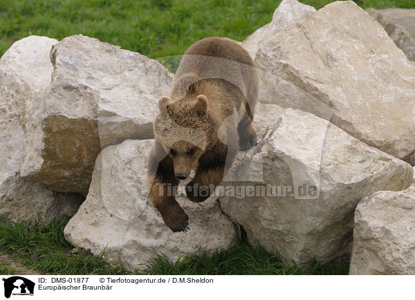 Europischer Braunbr / european brown bear / DMS-01877