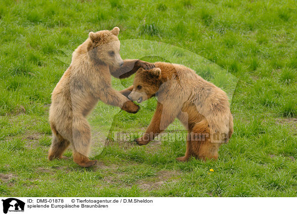 spielende Europische Braunbren / DMS-01878