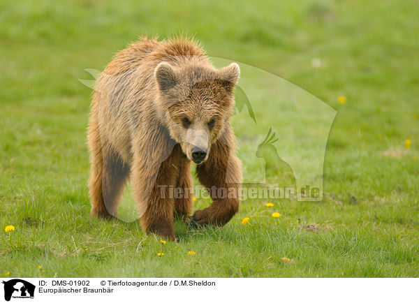 Europischer Braunbr / european brown bear / DMS-01902