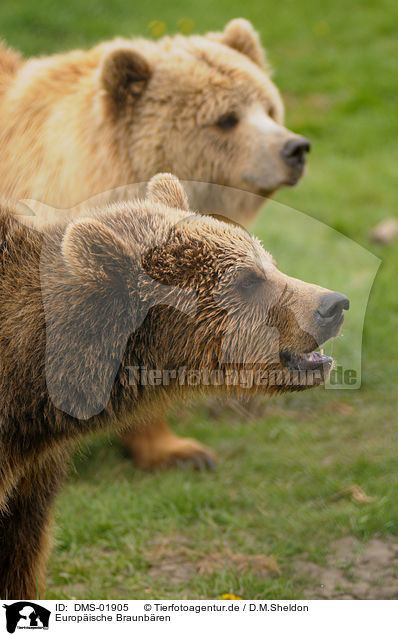 Europische Braunbren / european brown bears / DMS-01905