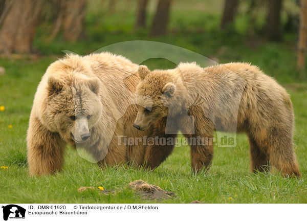 Europische Braunbren / european brown bears / DMS-01920