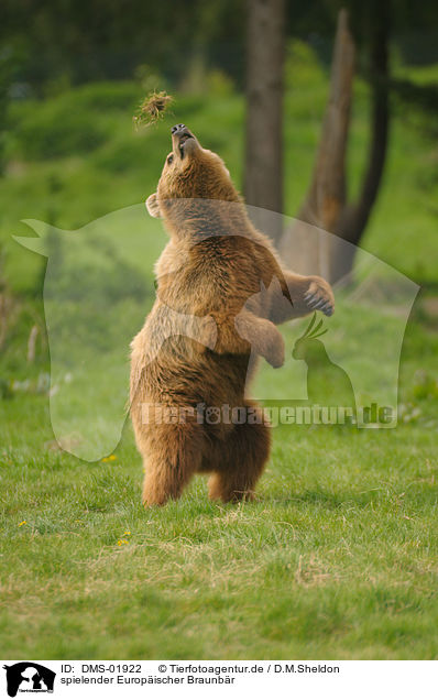 spielender Europischer Braunbr / playing european brown bear / DMS-01922