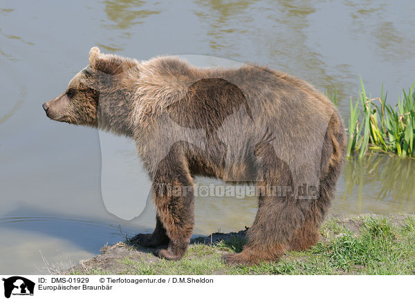 Europischer Braunbr / european brown bear / DMS-01929