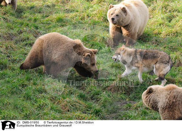 Europische Braunbren und Grauwolf / european brown bears and greywolf / DMS-01950