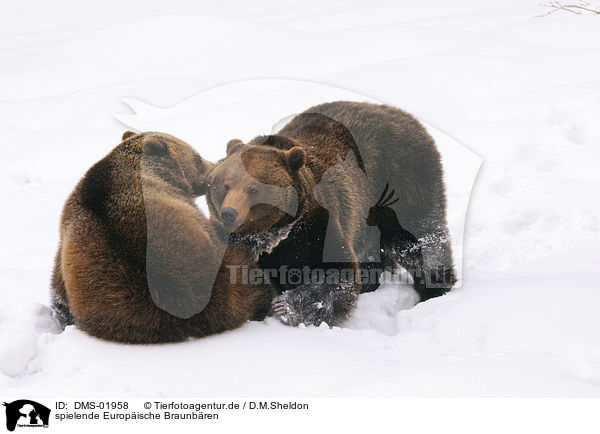 spielende Europische Braunbren / playing european brown bears / DMS-01958
