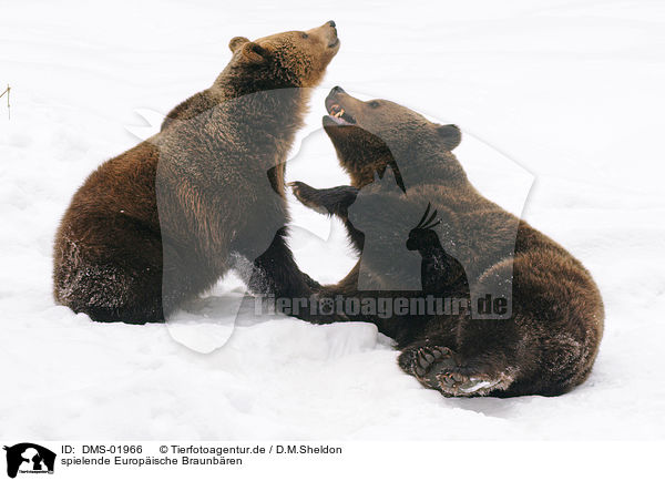 spielende Europische Braunbren / playing european brown bears / DMS-01966