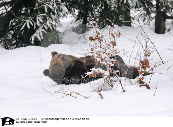 Europischer Braunbr / european brown bear / DMS-01978