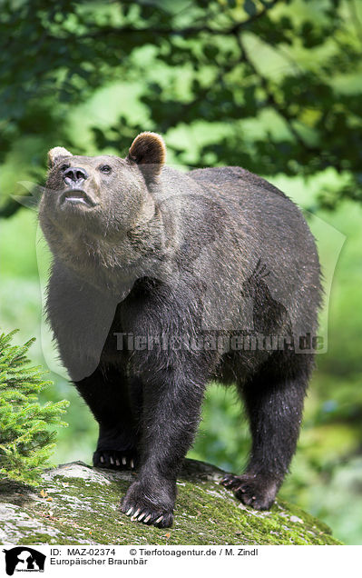 Europischer Braunbr / brown bear / MAZ-02374