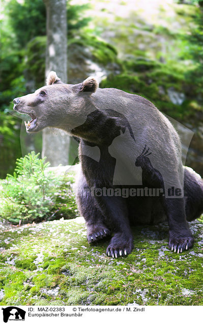 Europischer Braunbr / brown bear / MAZ-02383