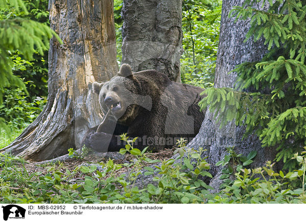 Europischer Braunbr / brown bear / MBS-02952