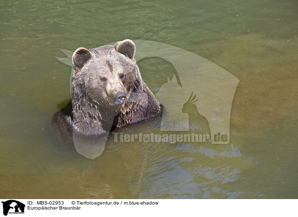 Europischer Braunbr / brown bear / MBS-02953