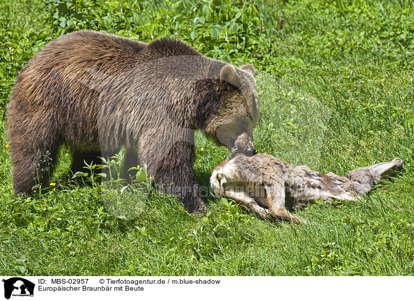 Europischer Braunbr mit Beute / brown bear with prey / MBS-02957