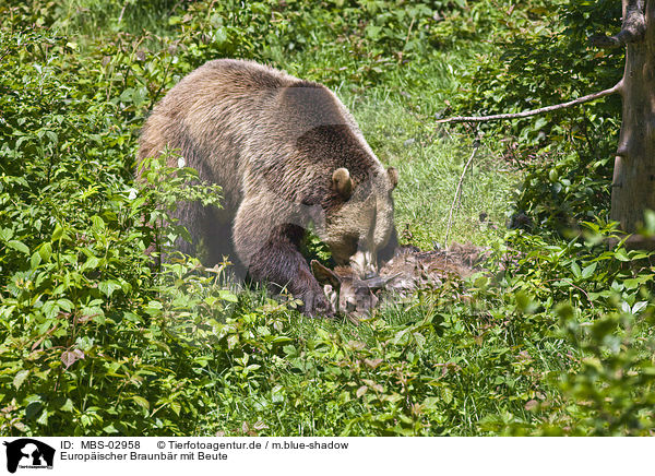 Europischer Braunbr mit Beute / brown bear with prey / MBS-02958