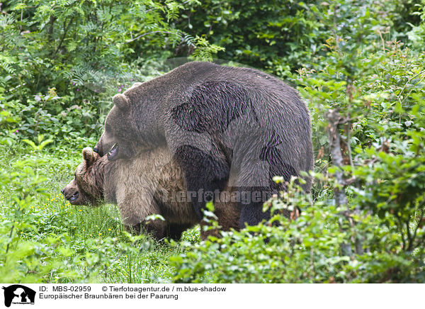 Europischer Braunbren bei der Paarung / pairing brown bears / MBS-02959