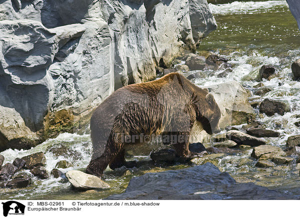 Europischer Braunbr / brown bear / MBS-02961