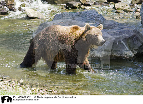 Europischer Braunbr / brown bear / MBS-02962