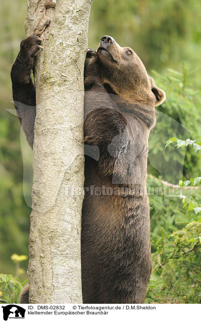 kletternder Europischer Braunbr / climbing brown bear / DMS-02832