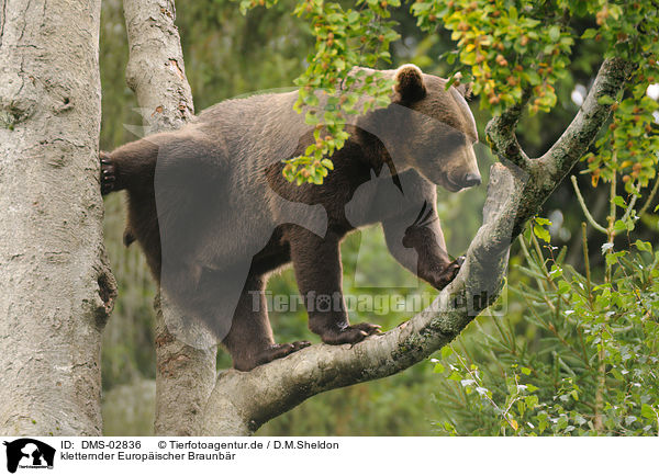 kletternder Europischer Braunbr / climbing brown bear / DMS-02836