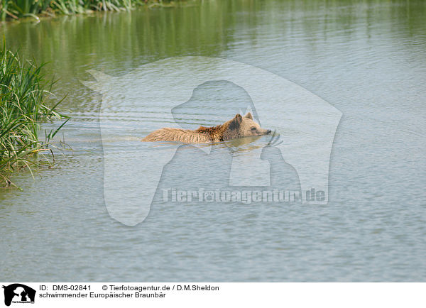 schwimmender Europischer Braunbr / swimming brown bear / DMS-02841