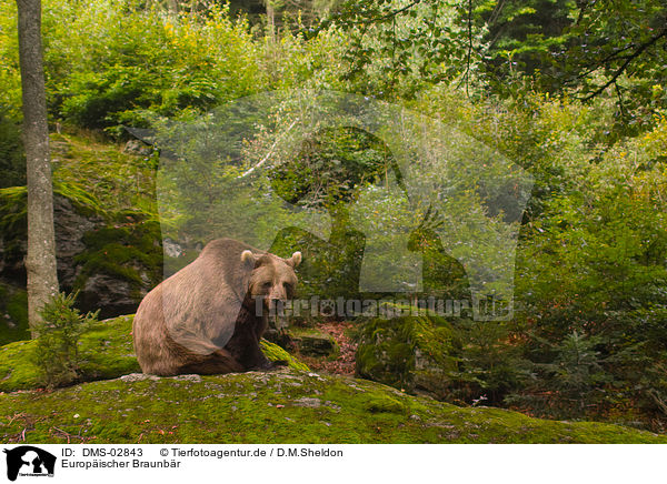 Europischer Braunbr / brown bear / DMS-02843