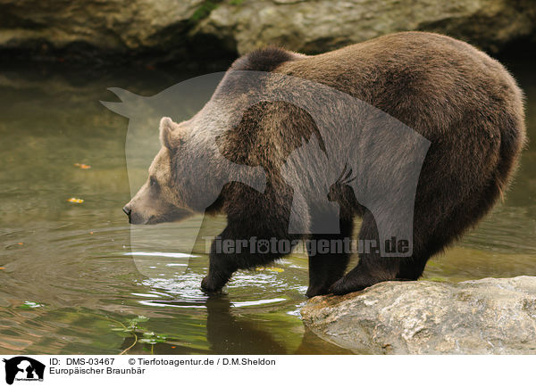 Europischer Braunbr / brown bear / DMS-03467