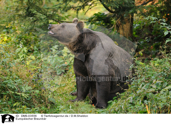 Europischer Braunbr / brown bear / DMS-03556