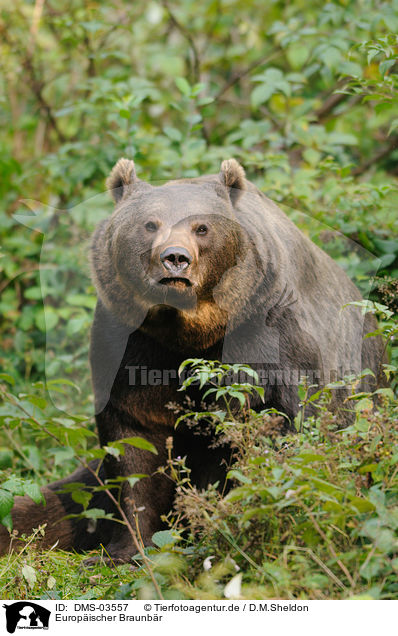 Europischer Braunbr / brown bear / DMS-03557