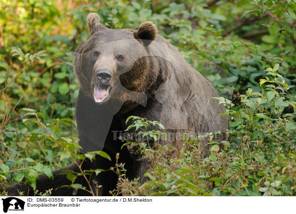 Europischer Braunbr / brown bear / DMS-03559
