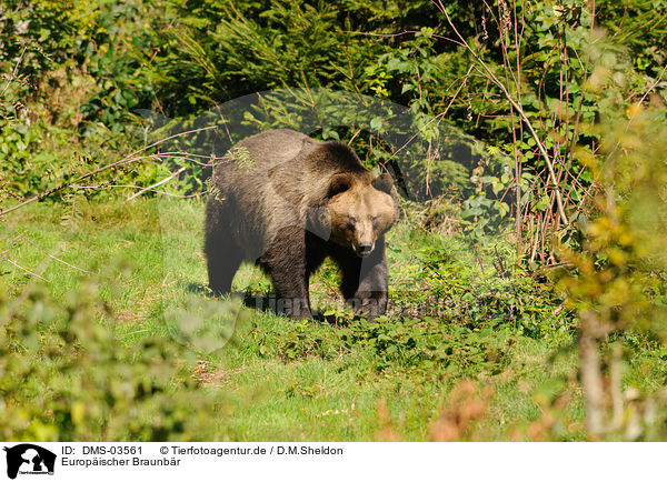 Europischer Braunbr / brown bear / DMS-03561